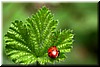 One Leaf, One Ladybug