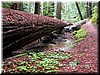 A fallen redwood.