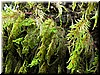These 3-4 inch long moss grew everywhere.  Nature's carpet?