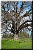 A huge oak tree perhaps 50 feet tall and 80 feet wide!
