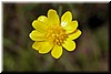 'California Buttercup' (Ranunculus californicus)