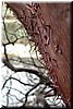 Peelings on the trunk of a Manzanita tree.