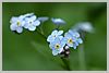 Forget-me-not.  We won't.