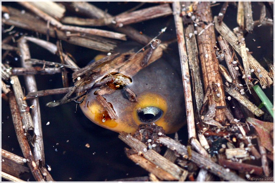 Click to view next image