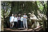 The Methuselah redwood is one of the largest and oldest redwood on the penisula