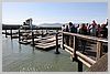 Pier 39, Fisherman's Wharf. Sea Lions (wild, not caged)