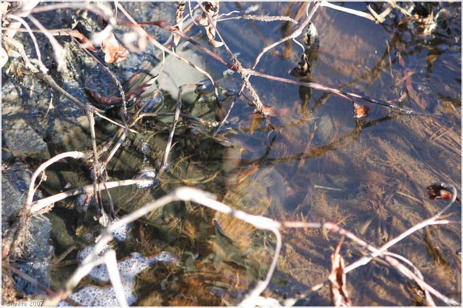 Click to view next image