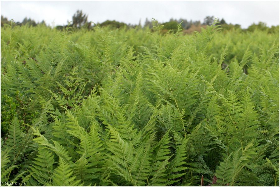 Click to view next image