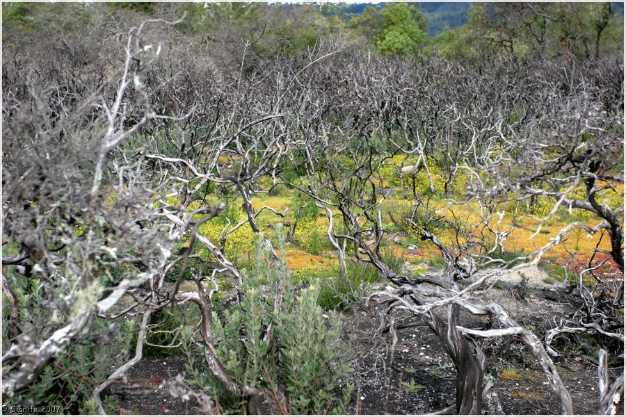 Click to view next image