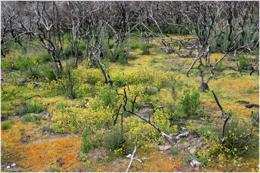 Click to view next image