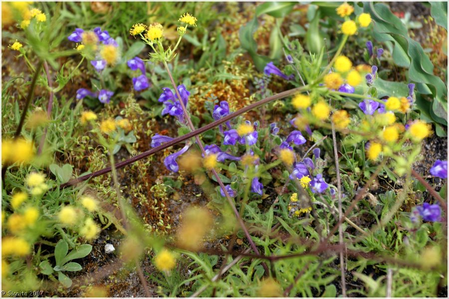 Click to view next image