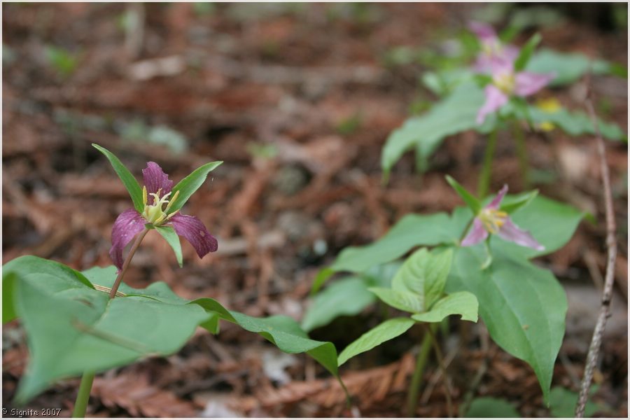 Click to view next image