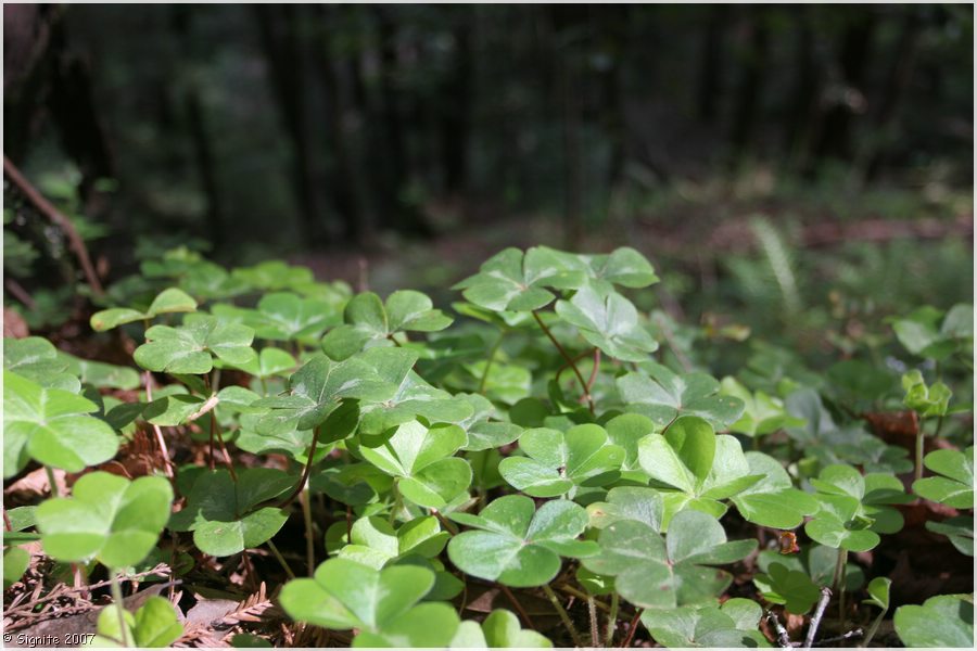 Click to view next image