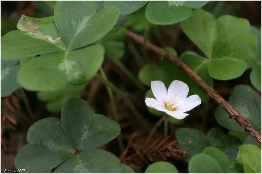 Click to view next image