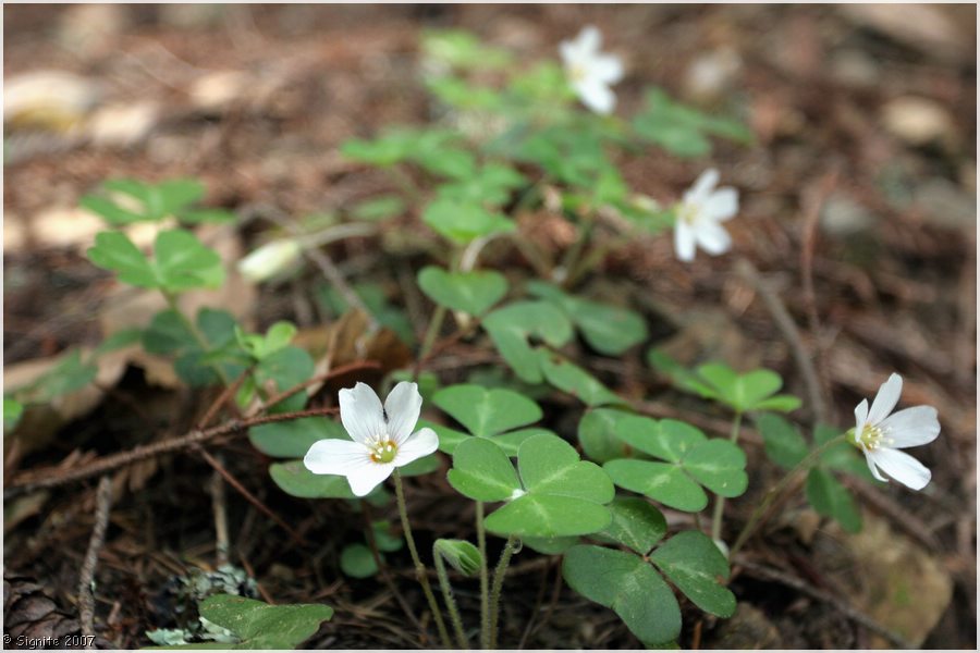 Click to view next image