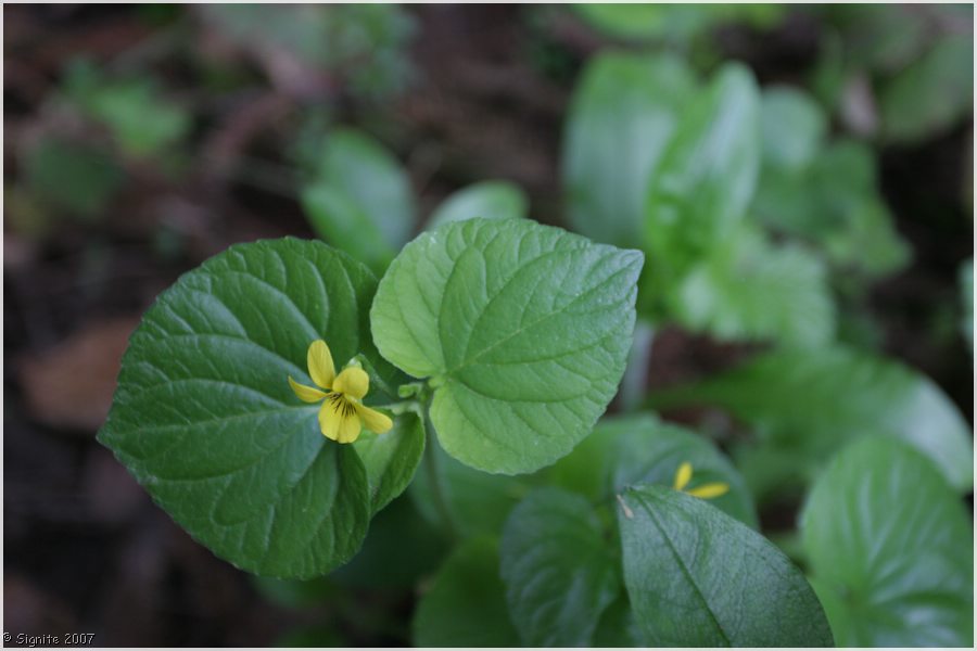 Click to view next image