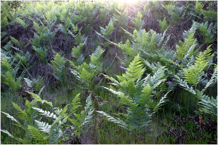 Click to view next image