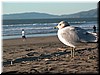 Ocean Beach, San Francisco, near dusk.  A seagull looks on