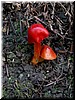 An almost glowing red mushroom.