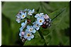 A ladybug under a cluster of Forget-Me-Not flowers
