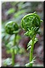 Fern's 'fiddleheads' (a coiled tender young fronds [fern leaves])