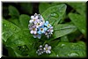 Purple and blue 'Forget-Me-Not' flowers - each about the size of a long grain of rice