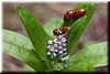 Ladybugs and Forget-Me-Not cluster
