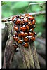 Ladybug meeting