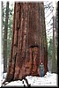 Patricia and one of the giant sequoias