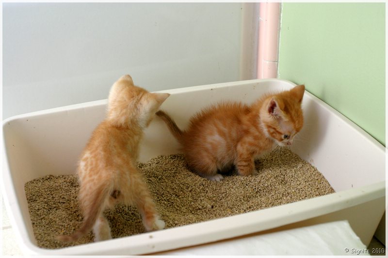 Click to view next image