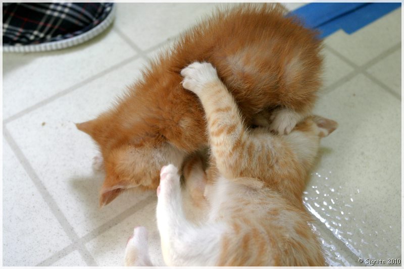 Click to view next image