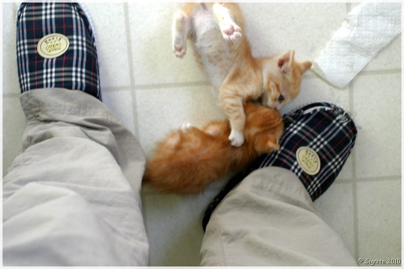Click to view next image