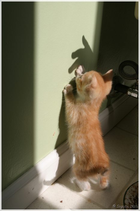 Click to view next image