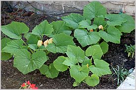 squash starting to bloom (seeded on 6/10)