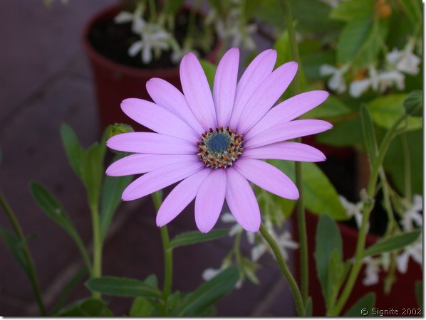 DSCN7356.JPG