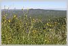 Fiddlenecks