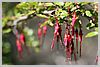 Wild fuschia