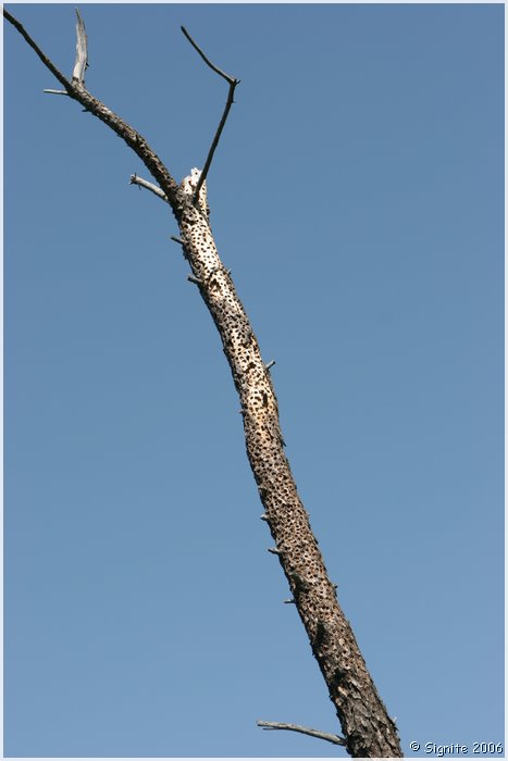 Click to view next image