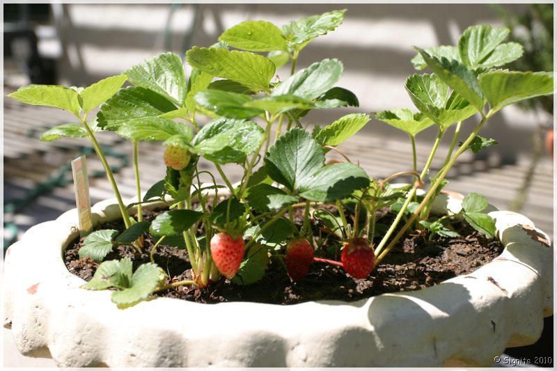 Click to view next image