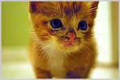 Kitten 1 - the curious one