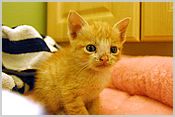 Kitten 2 - the shy one