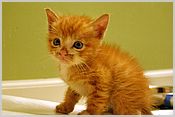 Kitten 1 - the curious one