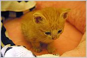 Kitten 2 - the shy one