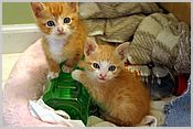 We love the hot water bottle!
