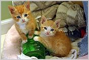 We love the hot water bottle!